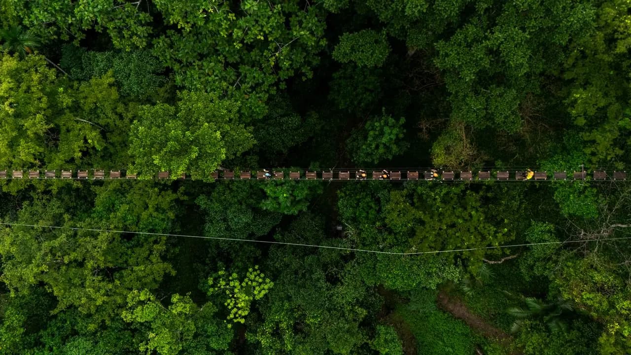 Aerial view of guests crossing a Flying Hanuman bridge above dense rainforest