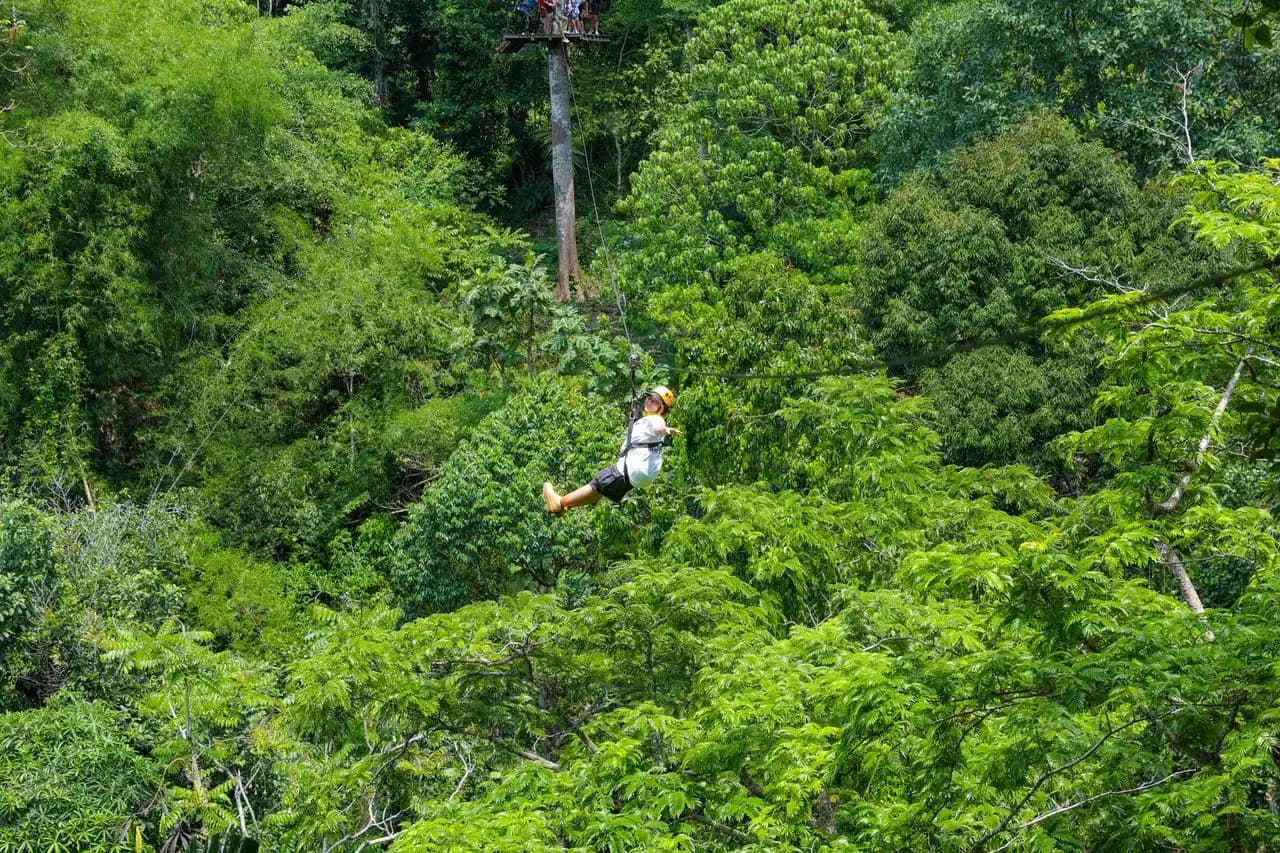 A Flying Hanuman guest ziplining above the green rainforest canopy
