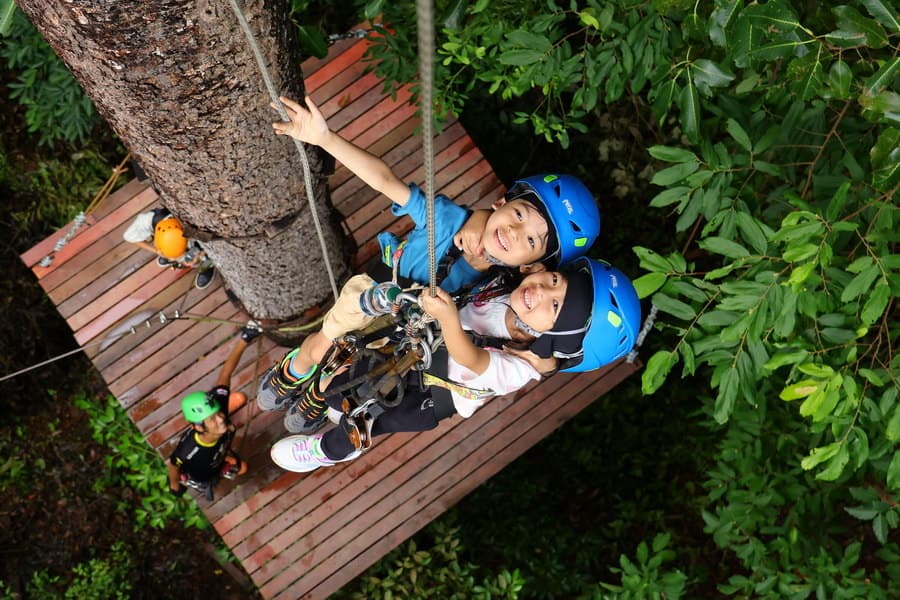 Forest Canopy