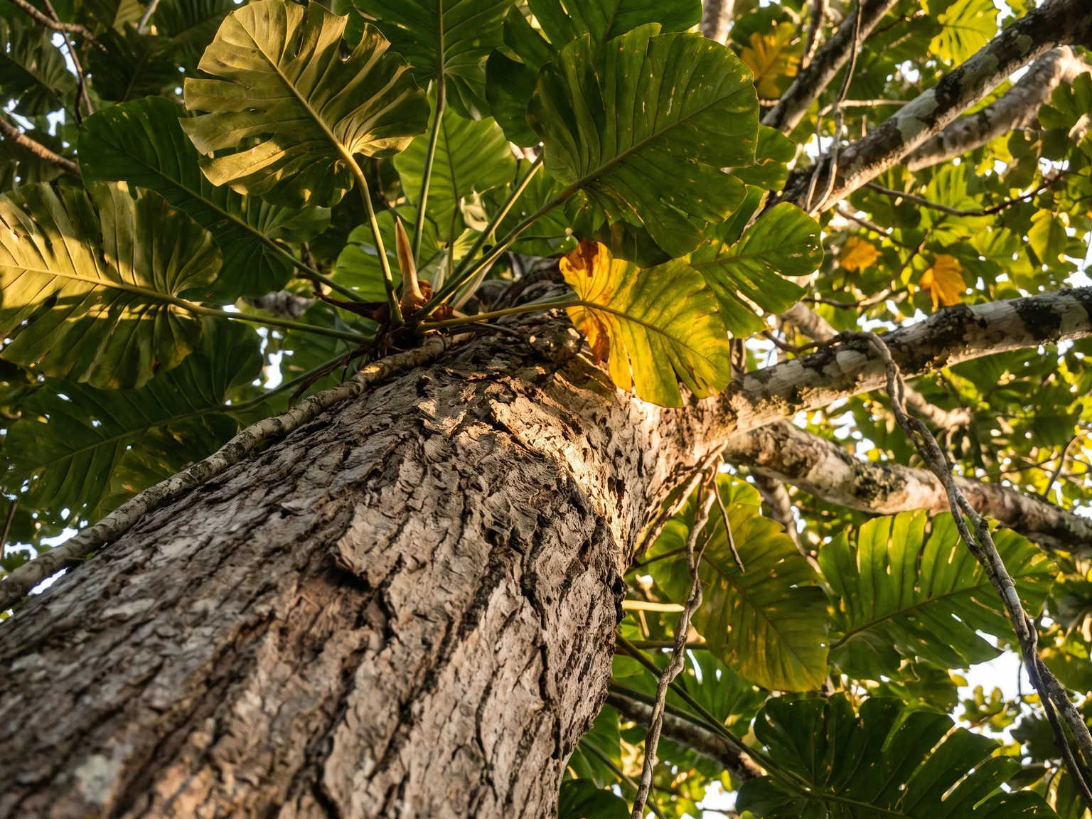 Textured tree bark and sunlit broad tropical leaves