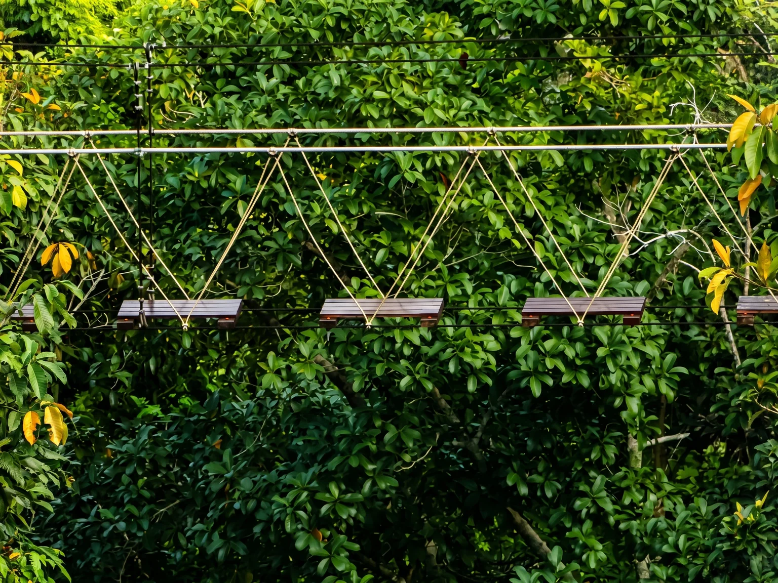 Empty suspended wooden steps within tropical foliage